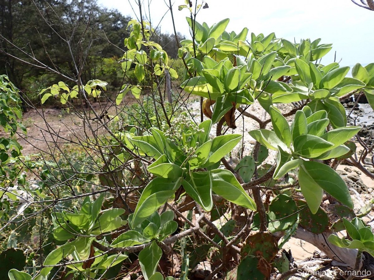 Heliotropium arboreum (Blanco) Mabb.